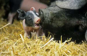 Hallisch pig, Schwabisch-Hallisches Landschwein