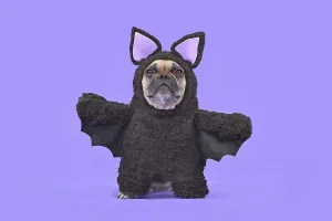 Halloween dog costume. French Bulldog wearing funny homemade full body bat costume in front of purple background