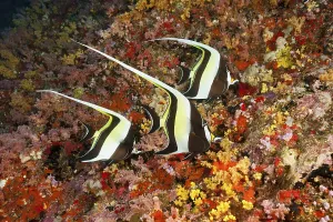 Halterfish, Zanclus cornutus, Felidhu Atoll