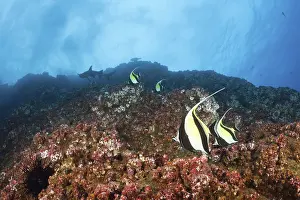 Halterfish, Zanclus cornutus, San Benedicto