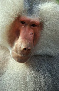 Hamadryas baboon