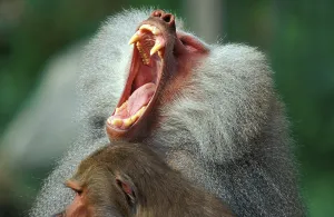 Hamadryas baboon