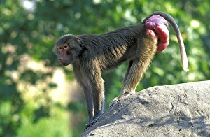 Hamadryas baboon (Papio hamadryas)