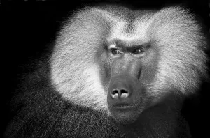 Hamadryas Baboon (Papio hamadryas)