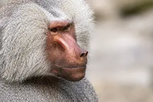 Hamadryas baboon (Papio hamadryas)