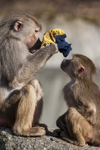 Hamadryas baboon (Papio hamadryas)