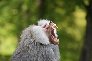 Hamadryas baboon yawns (Papio hamadryas)