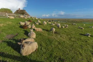 Hamburg Hallig, flock of sheep on the dwelling mound