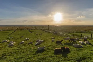 Hamburg Hallig, flock of sheep on the dwelling mound