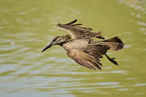 Hamerkop (Scopus umbretta) flying
