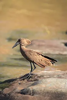 Hamerkop (Scopus umbretta), Kruger National Park