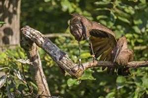 A hamerkop (Scopus umbretta) rests on a branch of a tree