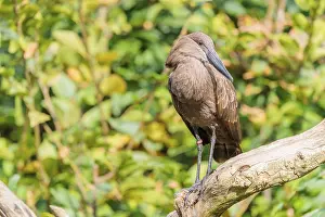 A hamerkop (Scopus umbretta) stands on a branch of a tree