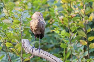 A hamerkop (Scopus umbretta) stands on a branch of a tree