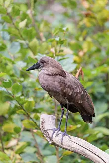 A hamerkop (Scopus umbretta) stands on a branch of a tree