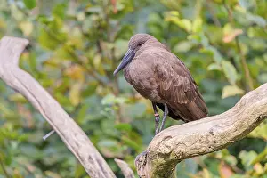 A hamerkop (Scopus umbretta) stands on a branch of a tree