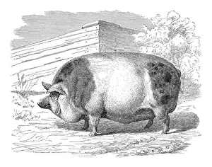 Hamshire pig, historical illustration
