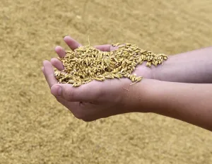 Hand with barley, grain