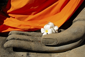 Category Buddhism Prints: Hand of a Buddha figure holds white flowers of Frangipani Plumeria rubra White Star Wat Yai Chai Mongkol Ayutthaya