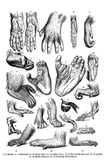 Hand and foot of different apes