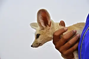 Hand holding desert fox (fennec) with head in profile