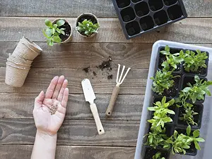 Hand holding seeds with gardening tools and young plants on a wooden table