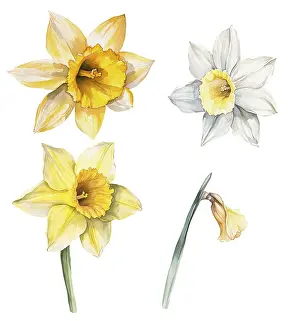 Hand painted daffodils watercolor illustration isolated on white
