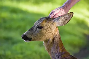 A hand-raised female roe deer (Capreolus capreolus) lets a human cuddle her