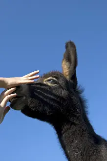 Hands of a child want to stroke a young donkey