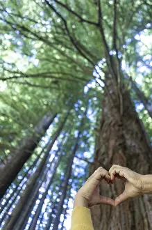 Hands form a heart shape against a towering tree