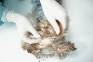 Hands with gloves braid a small dog's hair using rubber bands<br> Hands with gloves braid a small dog's hair using