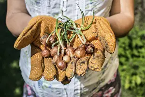 Hands hold plant bulbs in a garden. Daylight