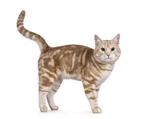 Handsome European Shorthair cat