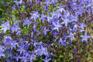 Hanging bellflower (Campanula poscharskyana)