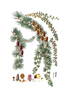 Hanging Black Silk Pine, Pinus pendula, Black larch, tree, digitally enhanced reproduction of an original by Aylmer Bourke Lambert (1761 - 1842), English botanist, published around 1810