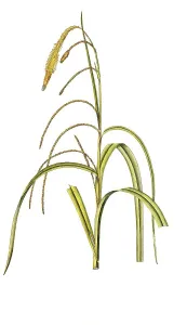 Hanging sedge (Carex) pendula, also Hanging Sedge