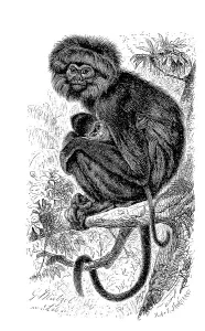 Hanuman langur (Semnopithecus) maurus