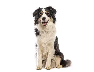 Happy australian shepherd dog sitting and panting on a white background