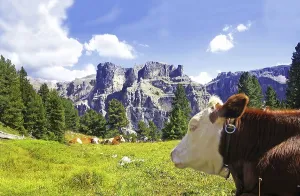 Happy cow near Selva di Val Gardena