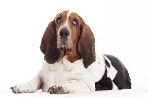 Happy dog photographed in the studio on a white background