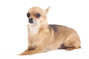 Happy dog photographed in the studio on a white background