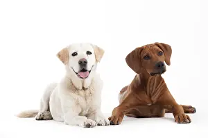 Happy dog photographed in the studio on a white background