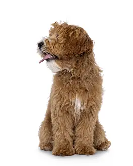 Happy labradoodle dog puppy sitting up facing front