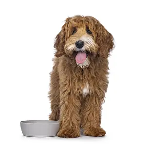 Happy labradoodle dog puppy standing beside empty food bowl