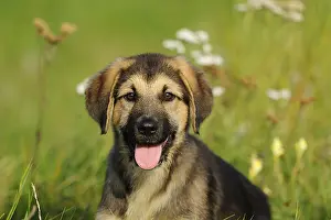 Happy puppy sitting on a flowery meadow