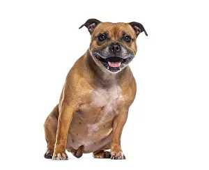 Happy staffordshire bull terrier sitting and panting on a white background