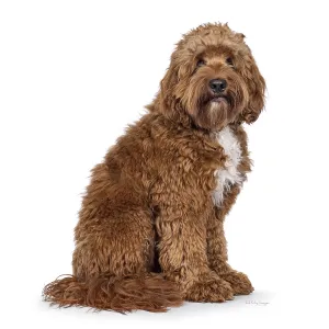 Happy young male Cobberdog aka Labradoodle