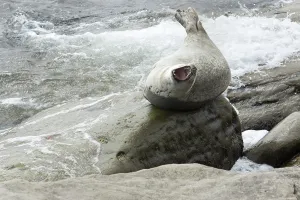 Harbor seal (Phoca vitulina), Forillon National Park