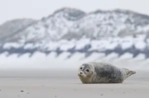 Harbor seal (Phoca vitulina) lying on the beach