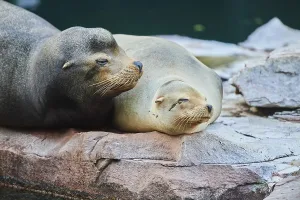 Harbor seal (Phoca vitulina) male and female lying on a rock